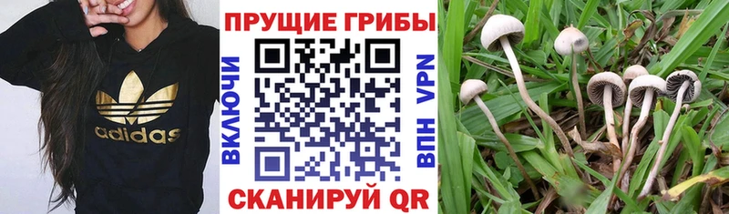 Галлюциногенные грибы мицелий  купить  сайты  МЕГА маркетплейс  Богородицк 